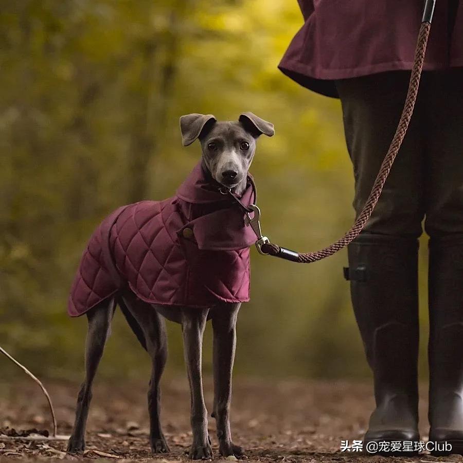 惠比特犬夜猎兔视频最新,惠比特犬猎兔视频国外