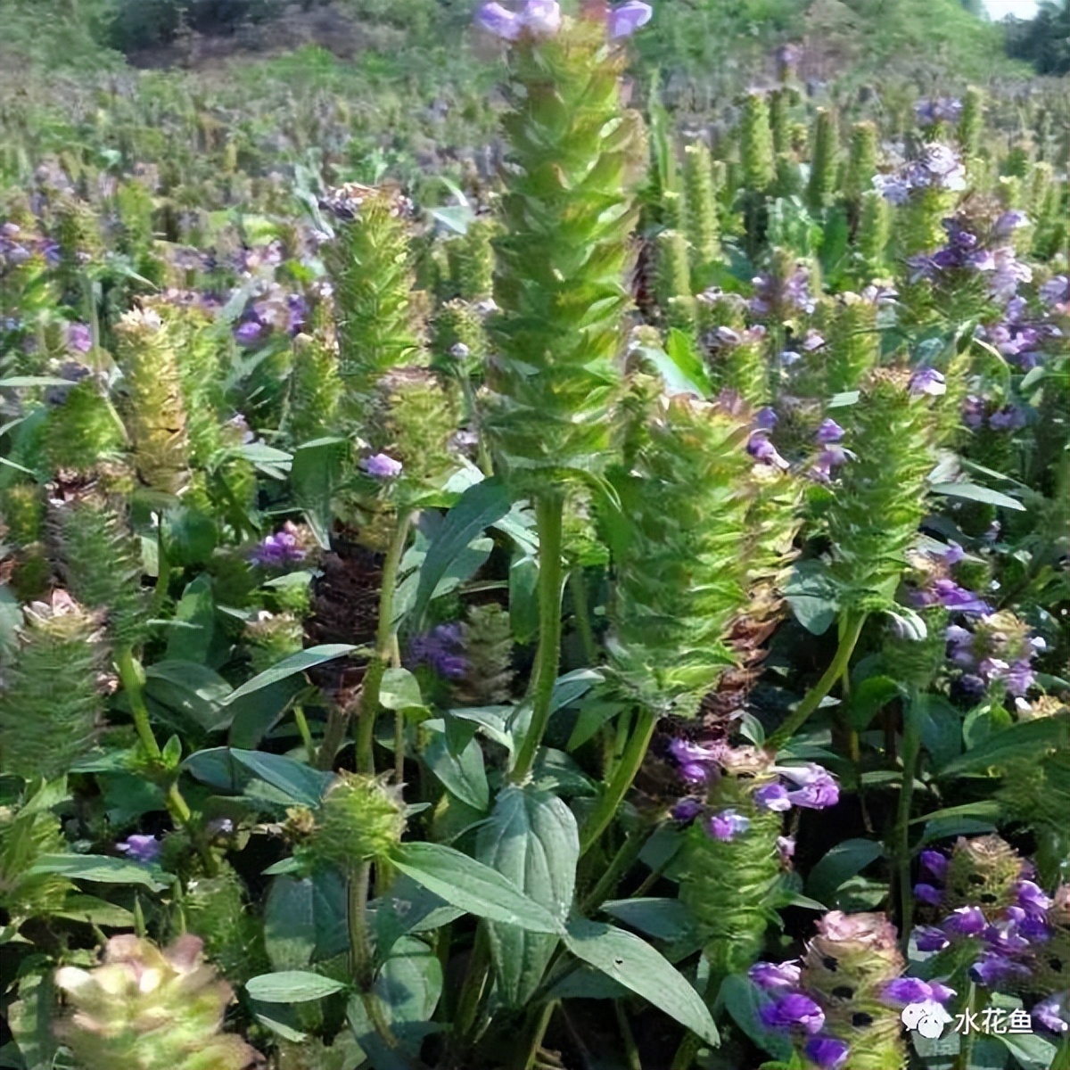 12种水产病害防治,你对水产动物病害的初步认识