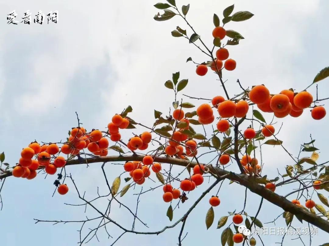 爱看南阳㉟你好2022，再见2021