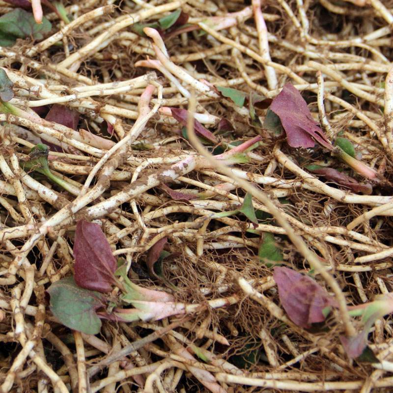 经常食用鱼腥草可能患有肾病，还会致癌？专家：功不可没