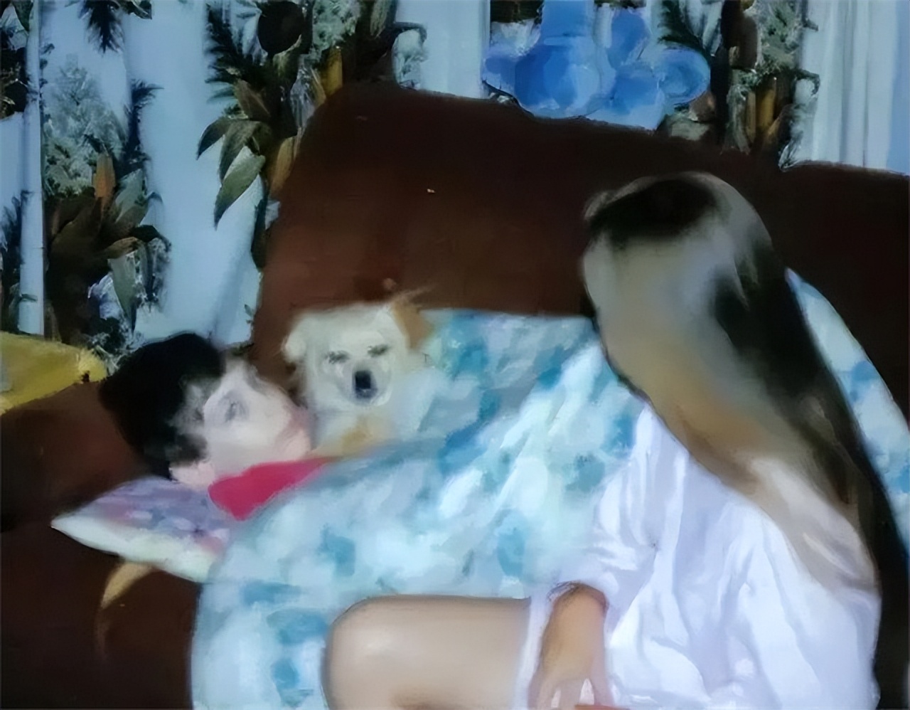 幽灵男孩马丁ted,幽灵男孩马丁的护工