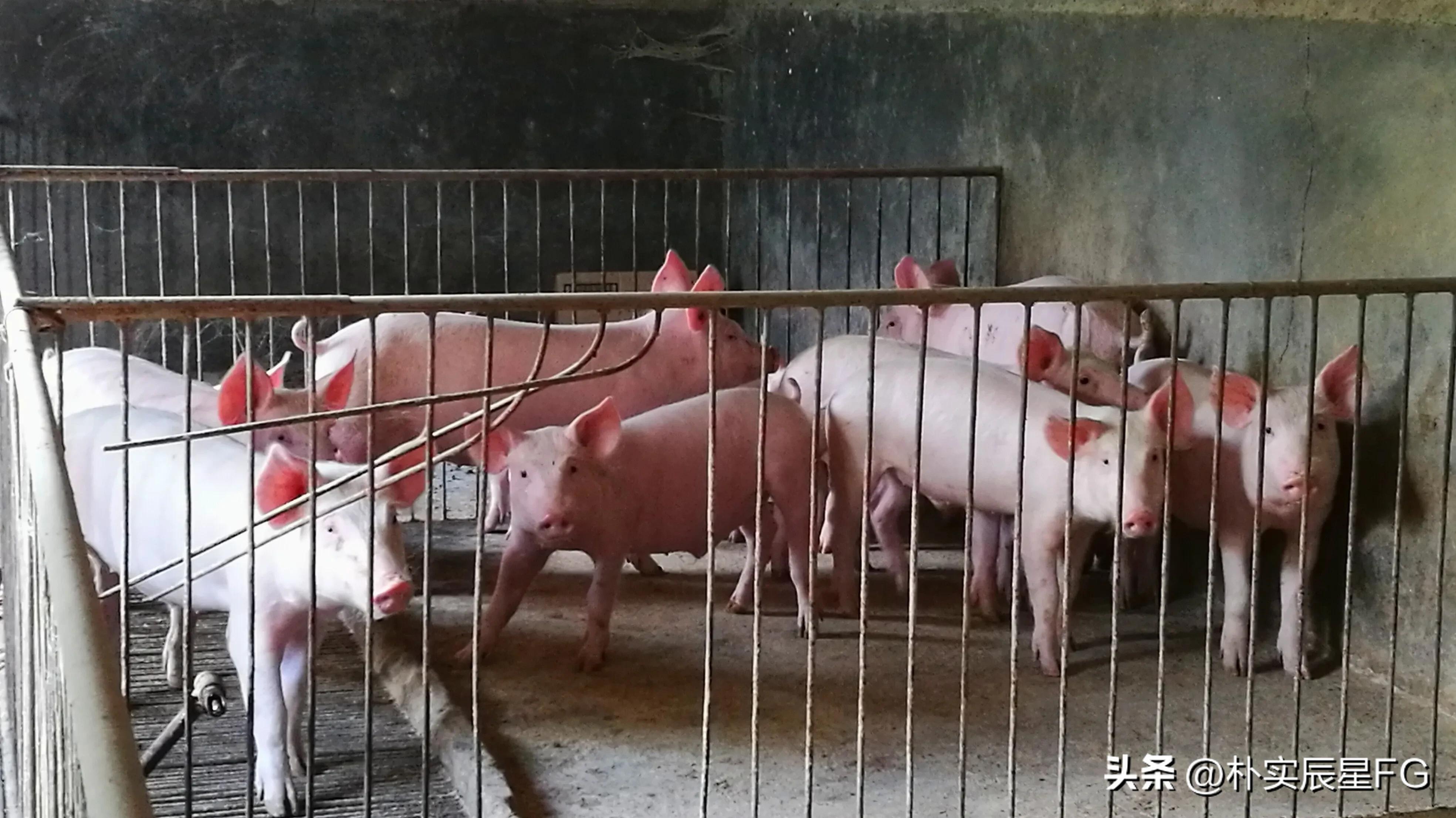 现在养猪农户怎样退出养猪业,农村养猪现状及发展情况