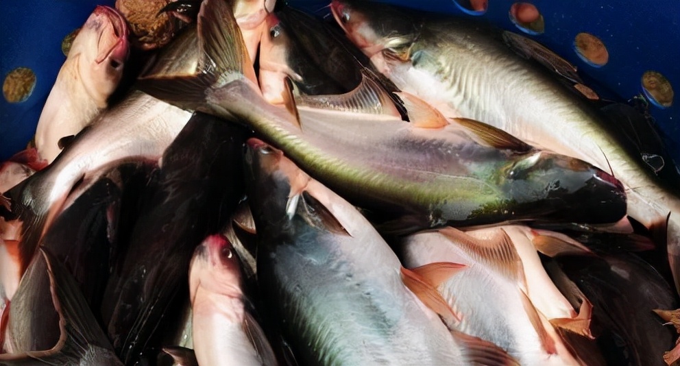 最常见的50种食用鱼吃法和价格,十种常用食用鱼类介绍