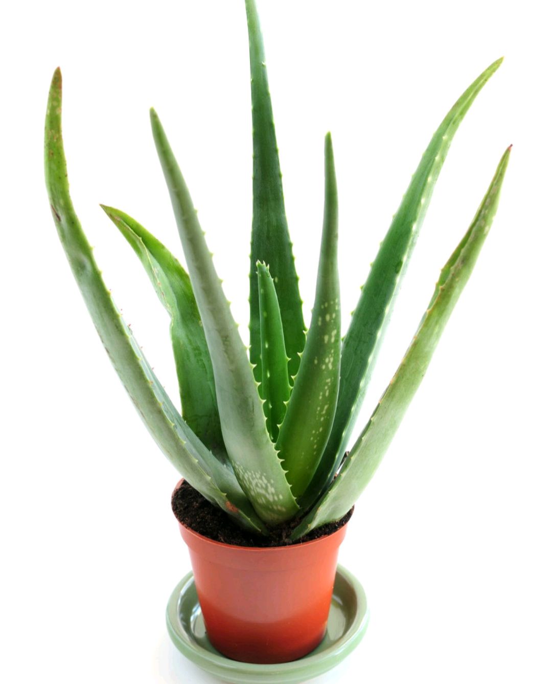 治愈系盆栽绿植推荐,室内小型绿植花卉推荐品种