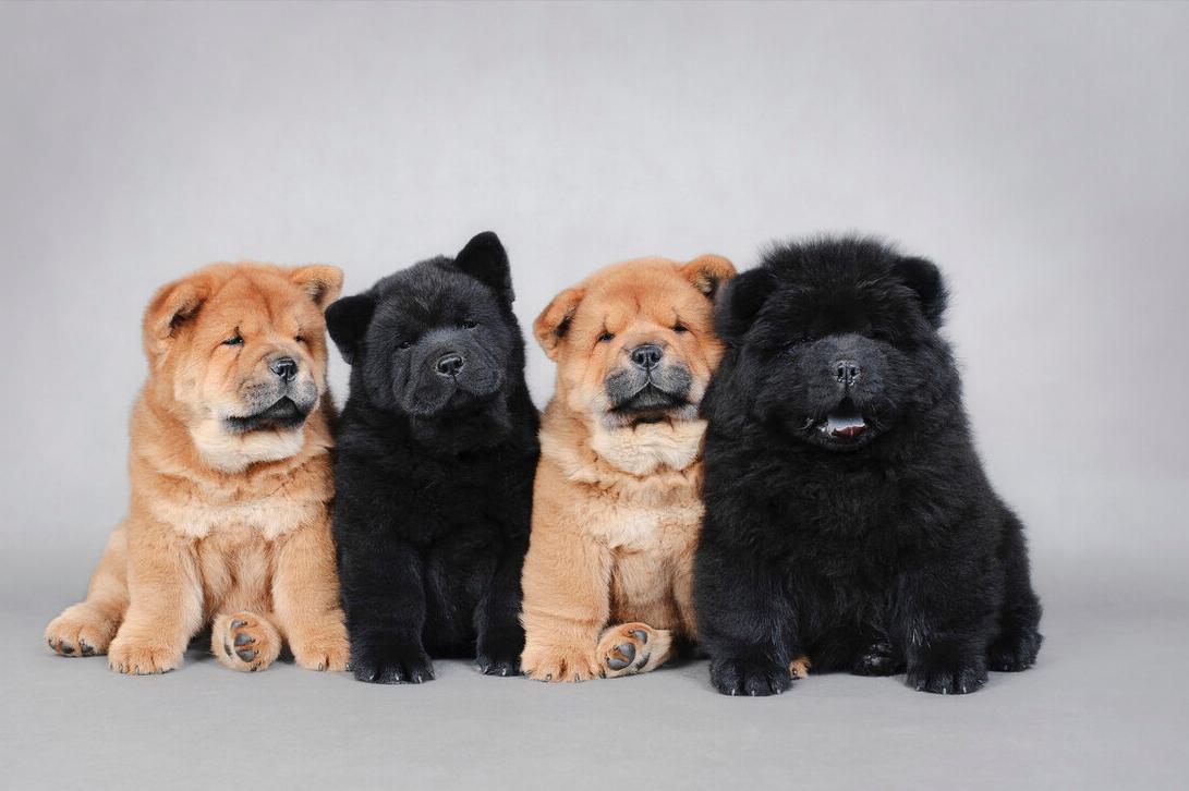 松狮犬拉稀怎么治疗,松狮挑食是什么原因