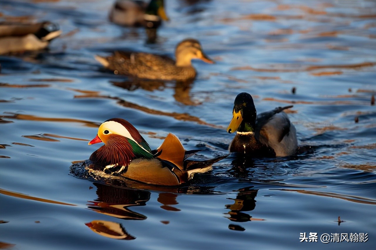 拍鸟买什么相机，不是广告是忠告（九）王者对决篇