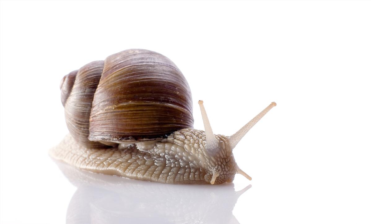 非洲大蜗牛入侵美国，每年可产5窝，花费数百万美元没法治理