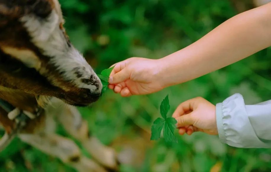 都江堰好玩的打卡地,好玩地方推荐适合带小孩都江堰