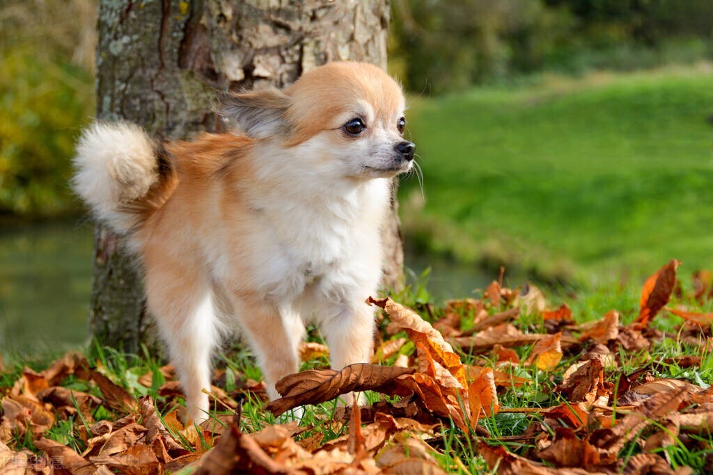 出生20天的小狗呕吐要如何治疗,小狗吐奶吐的厉害怎么办