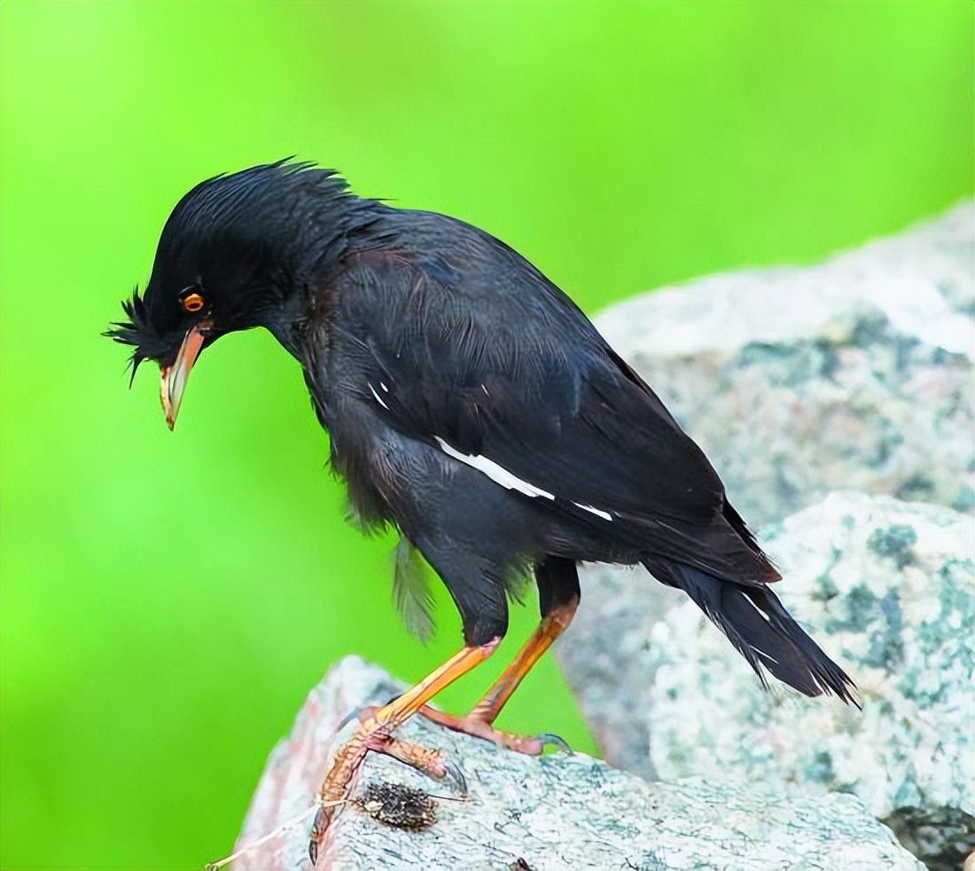 新手怎么养八哥,人工饲养八哥鸟价格