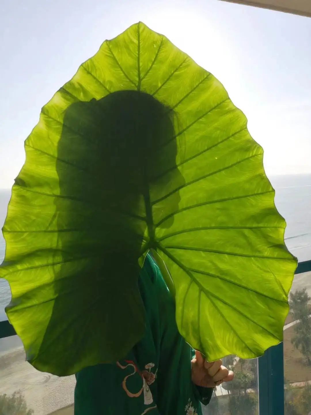 海南海鲜贝类有哪些,海南海鲜贝类