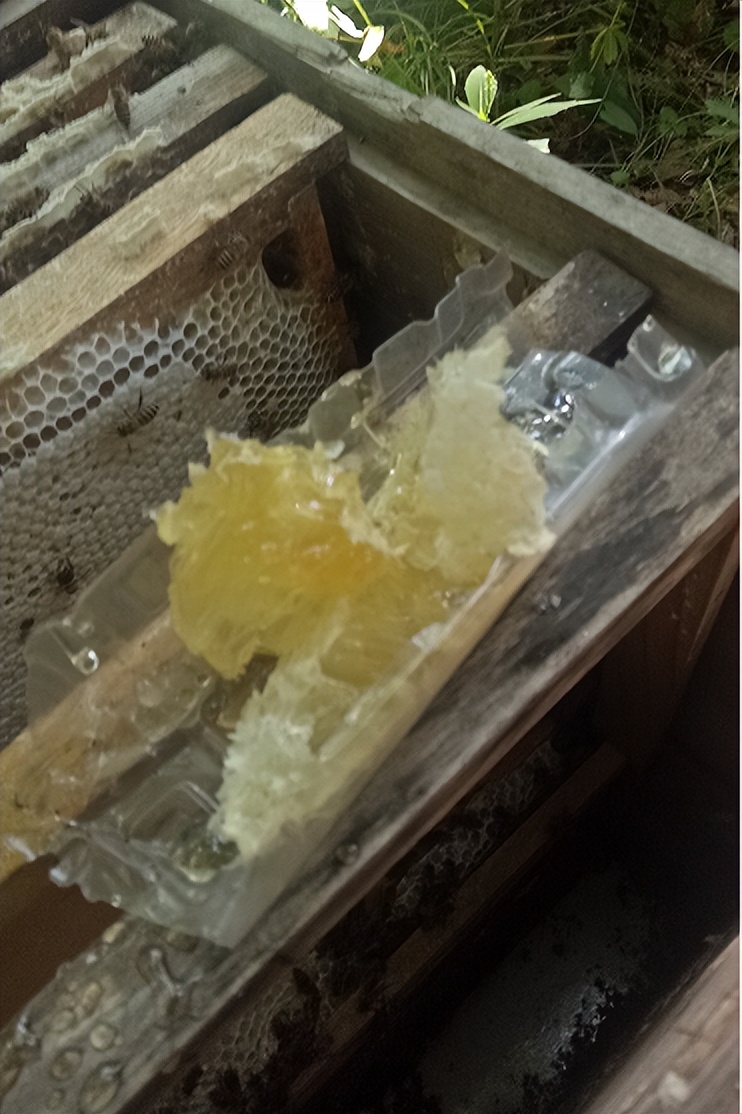 一场人与虎之间的绝世博弈，一个酣畅淋漓的儿童文学故事