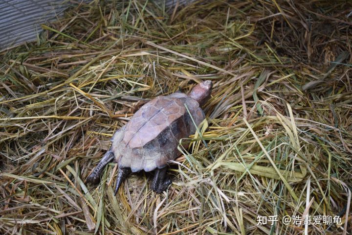 养龟活动心得,草龟新手技巧