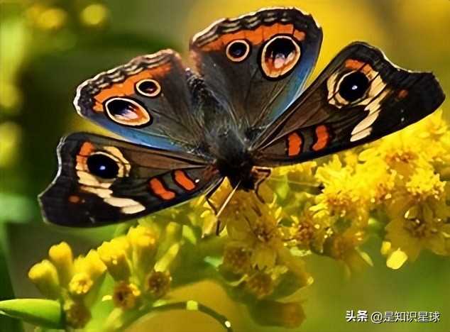 熊猫指头的特点,熊猫手指有几个指头