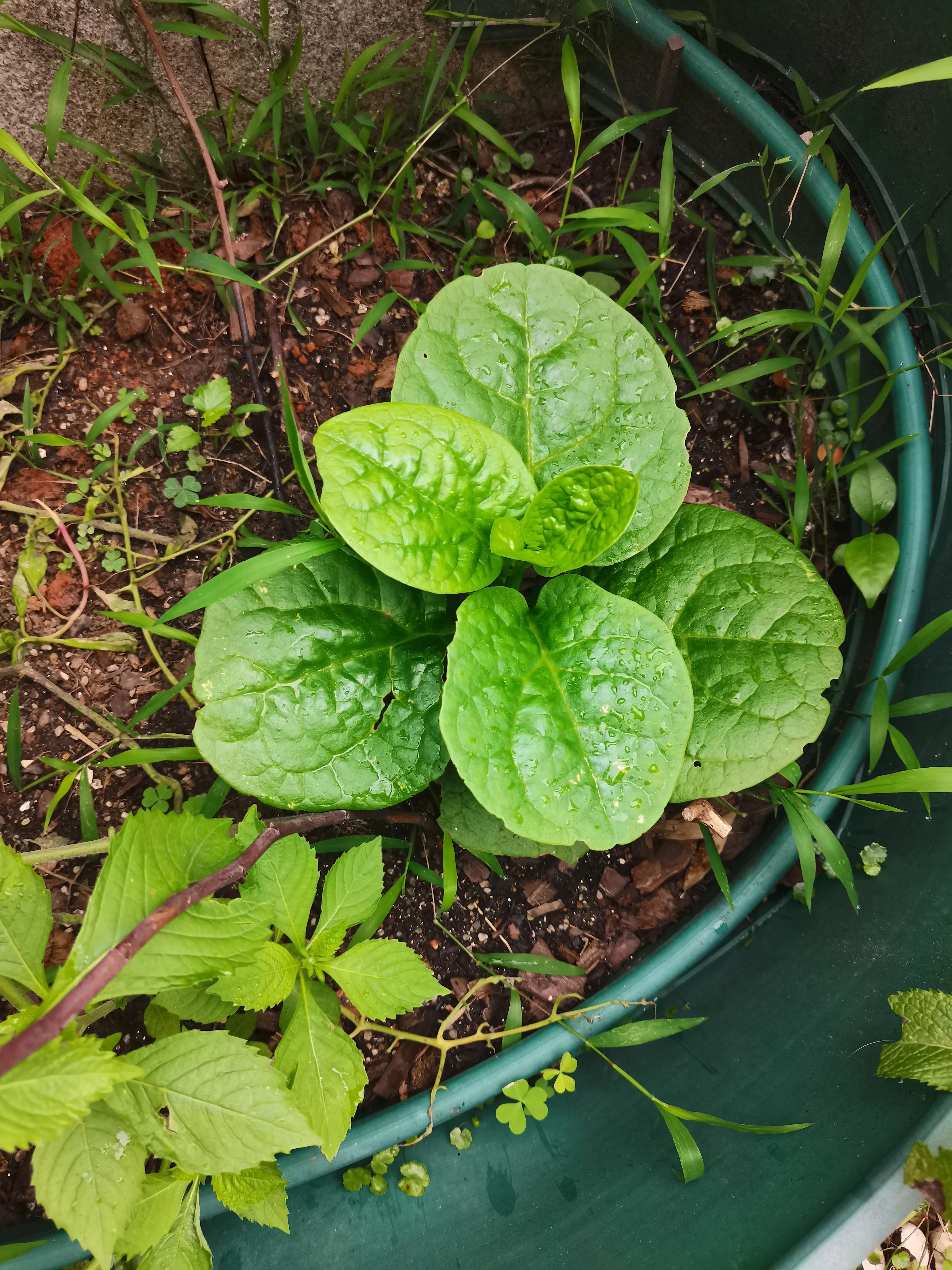 花园里的一年四季,春天花园里美丽景色