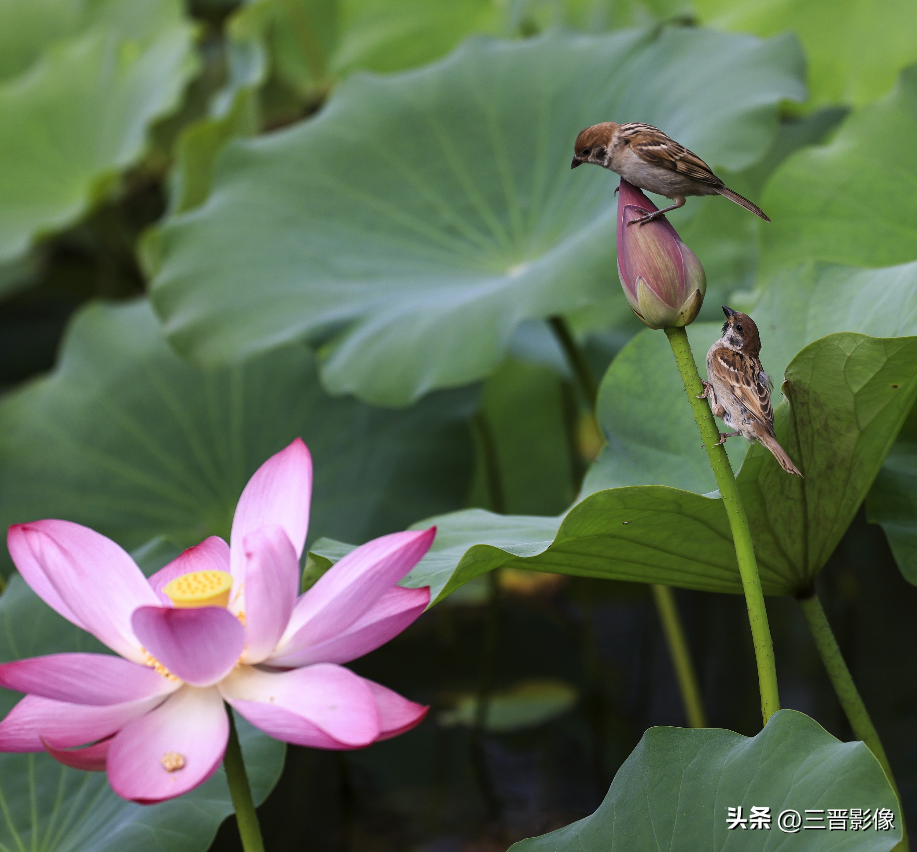 富图宝外星人,富图宝x-4c碳纤维三脚架价格