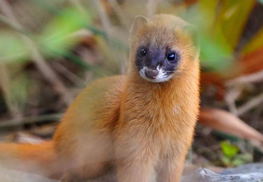 偷吃鸡的黄鼠狼也是保护动物吗,黄鼠狼是被保护的野生动物吗