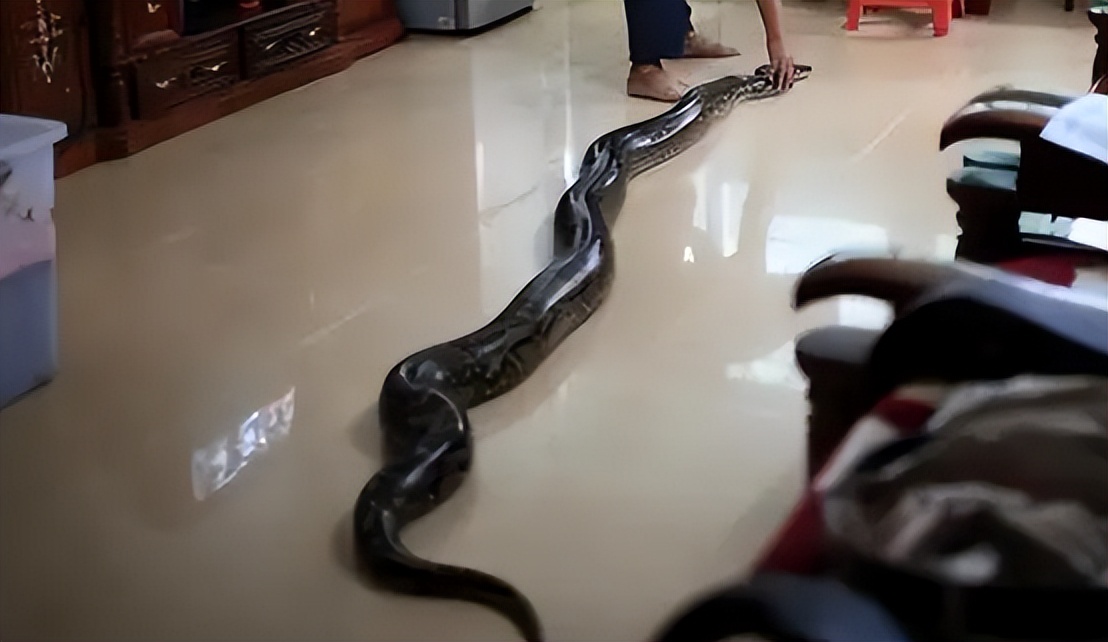 96年海南巨蟒,96年海南巨蟒事件真实情况