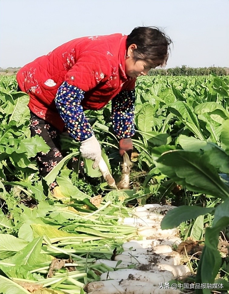 同频共振促发展勠力同心齐奋进萧山萝卜干的“精神共富”之路