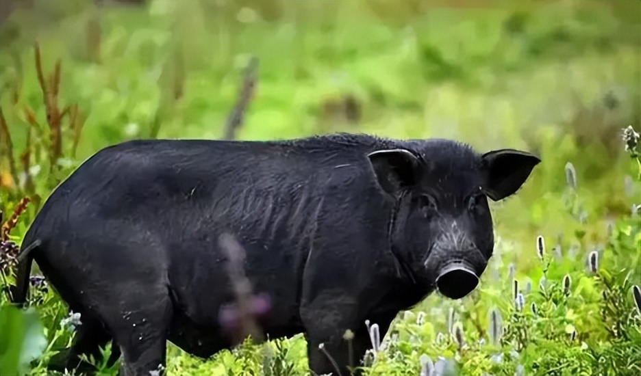 小伙子养猪年收入2000万,农村人靠养猪发家致富