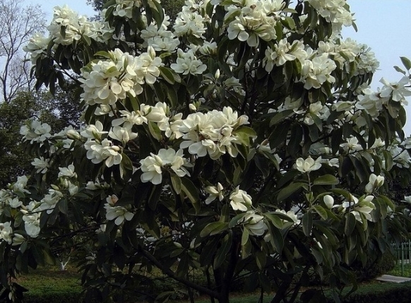 中科院昆明植物所科研人员：极小种群壮丽含笑面临种群衰...