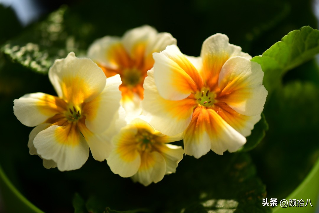 天冷怎么注意植物冻死,植物怕冷怎么过冬