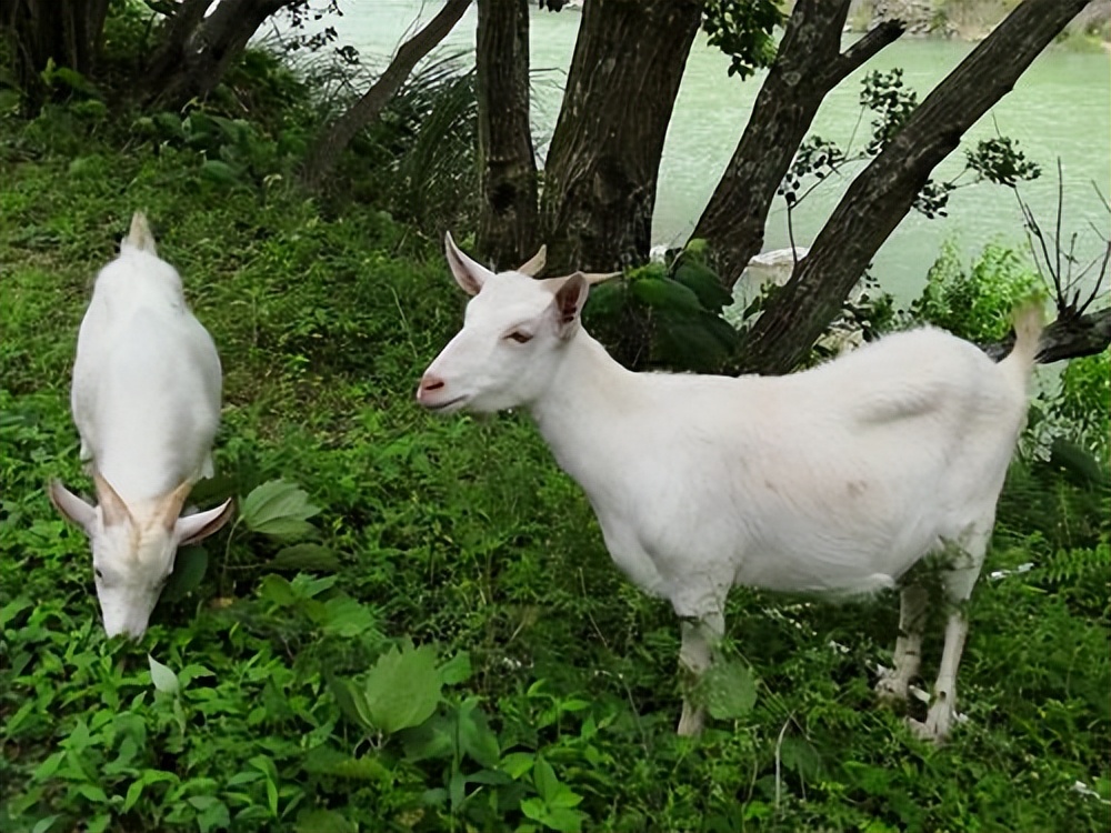 山羊还是绵羊的肉好吃,山羊和绵羊哪个前景好