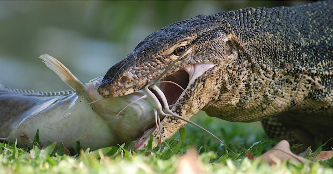 五爪金龙视频,五爪金龙现身云海