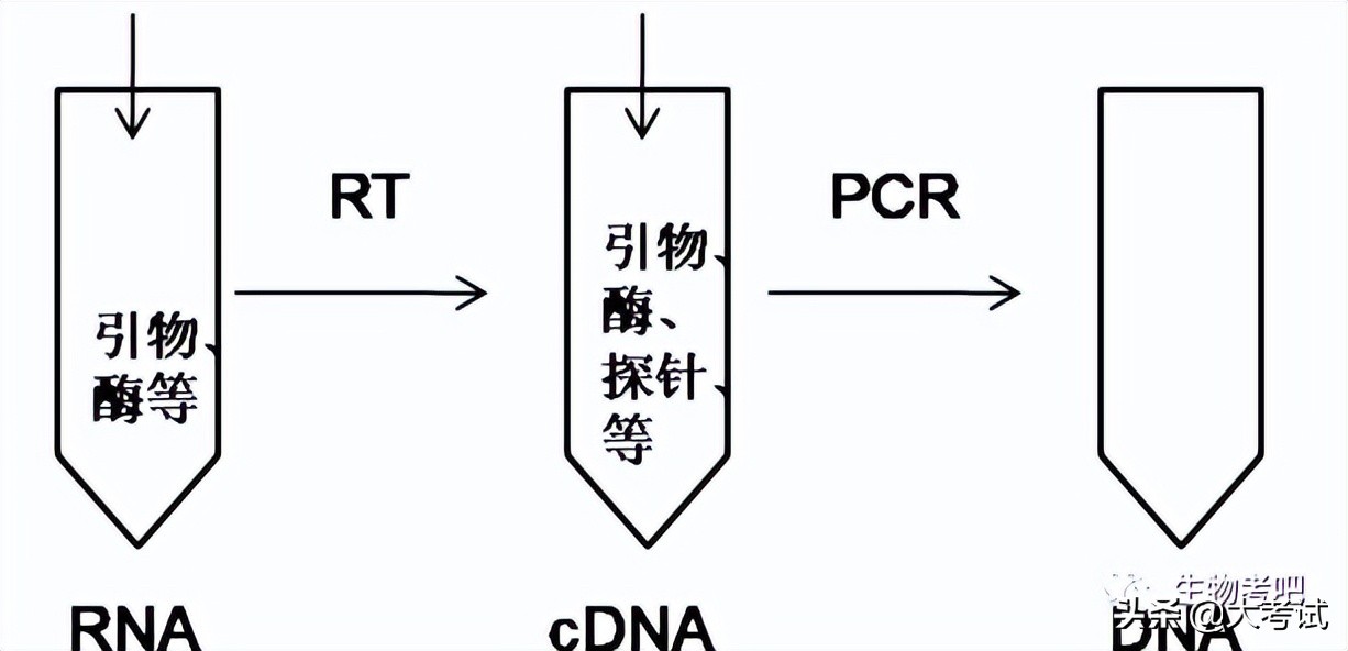 2024深圳二模生物答案解析,2022广东二模生物试卷及答案