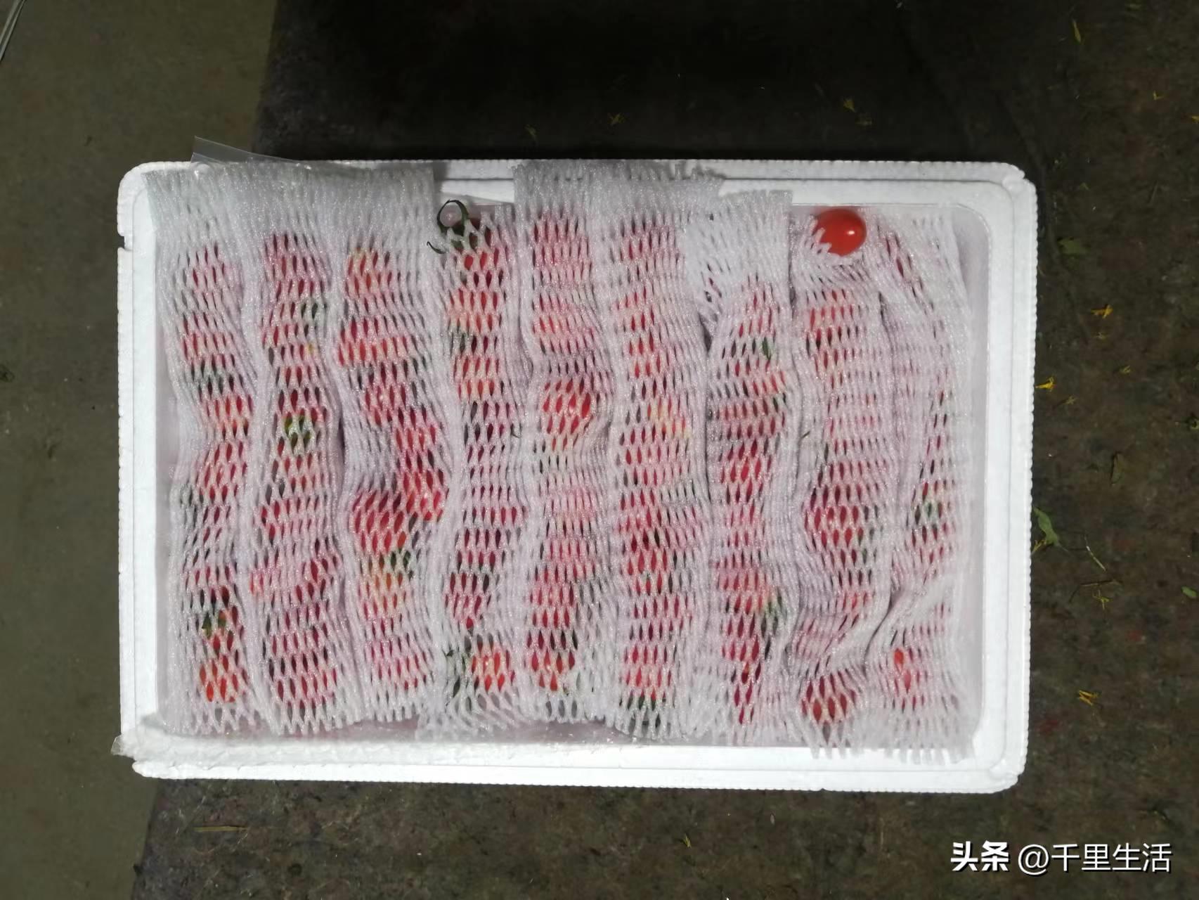 海南千禧樱桃圣女果,新鲜樱桃圣女果