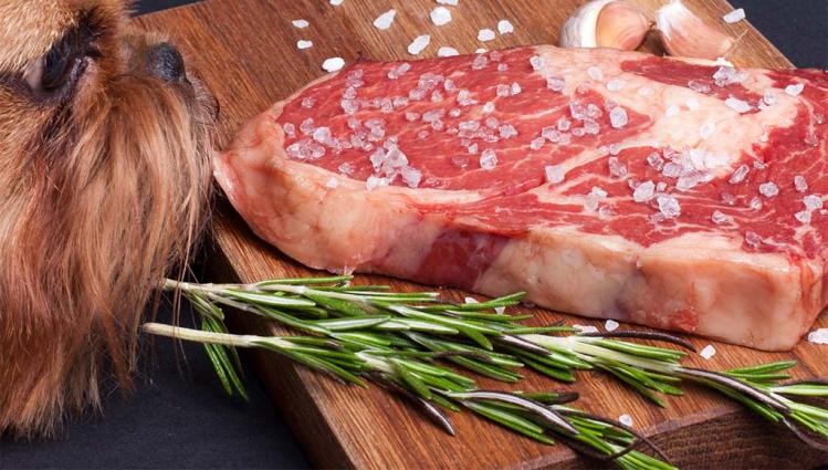 狗狗不能吃胡椒粉,狗狗不能吃洋葱是真的假的