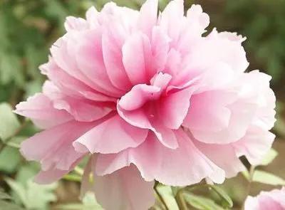 田敬文：春花，在季节的扉页上灼灼其华（散文组）