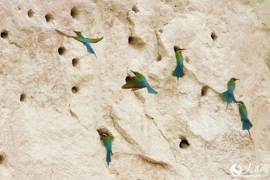 栗喉蜂虎厦门,可爱精灵小鸟