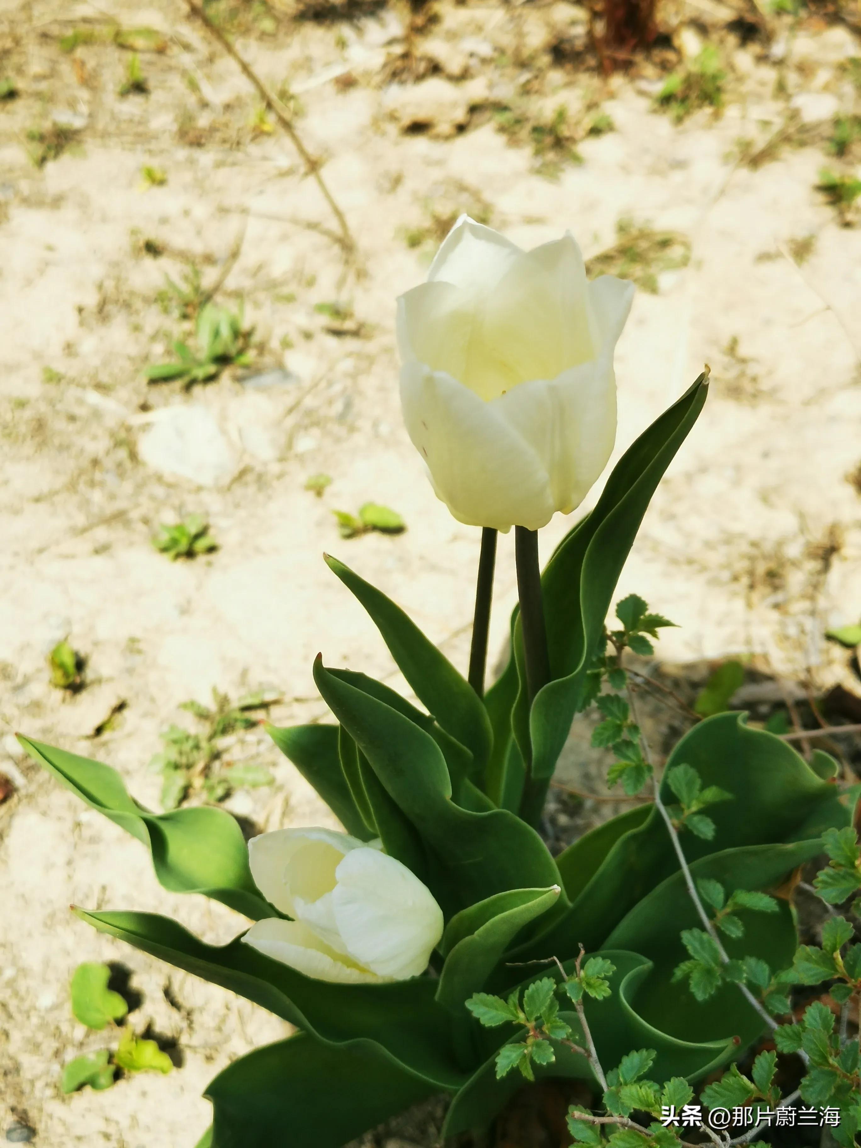 郁金香的花语最浪漫的,郁金香浪漫花语