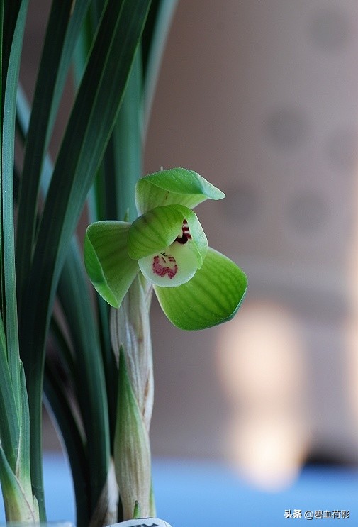 达摩墨兰多少钱一盆,一盆兰花卖了600元