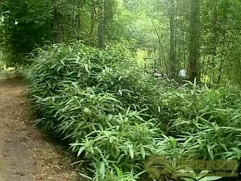 阔叶十大功劳和狭叶十大功劳,十大功劳为什么叫十大功劳