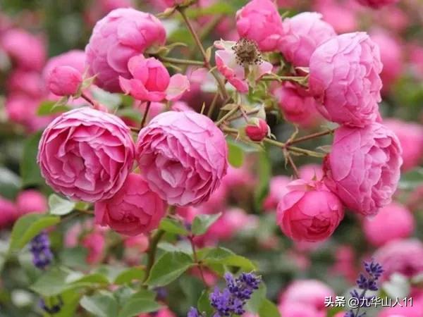 藤本月季品种列表,大红色藤本月季哪个品种好