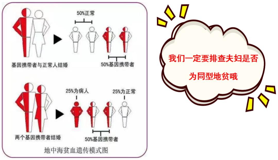 地中海贫血症状危害,轻型b型地中海贫血