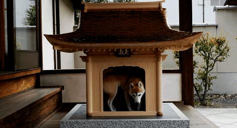 日本人花700万改造成狗,一个男子给狗建造25万的狗窝