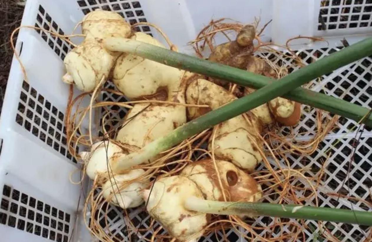 农村老虎姜种植技术,人工种植的老虎姜