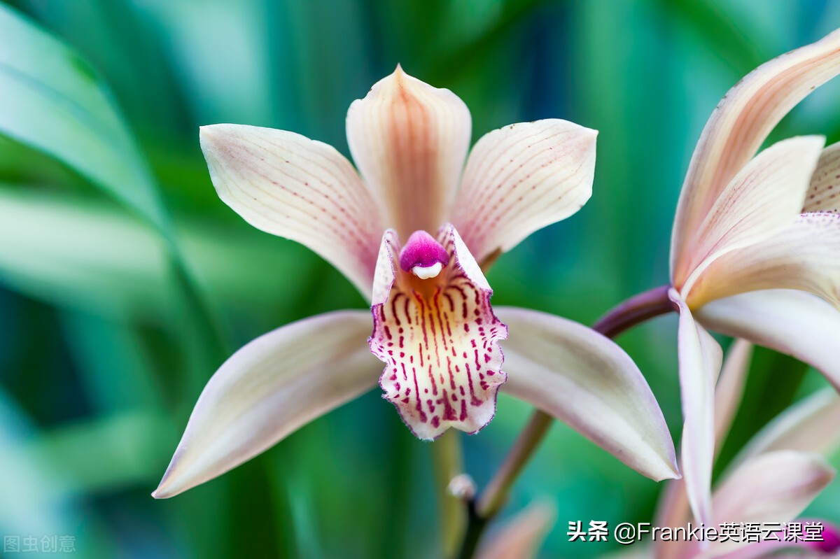 初中英语短语汇总及解析,初中英语常用短语归纳大全