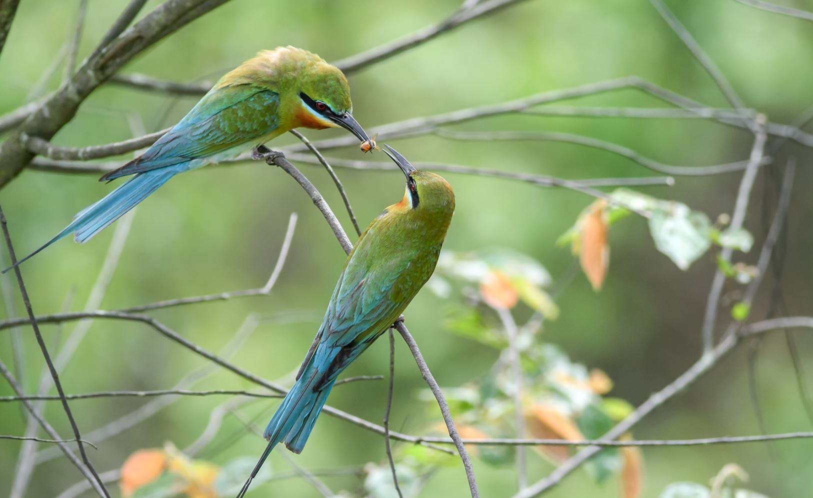 为什么我们喜欢用接吻表达爱意？
