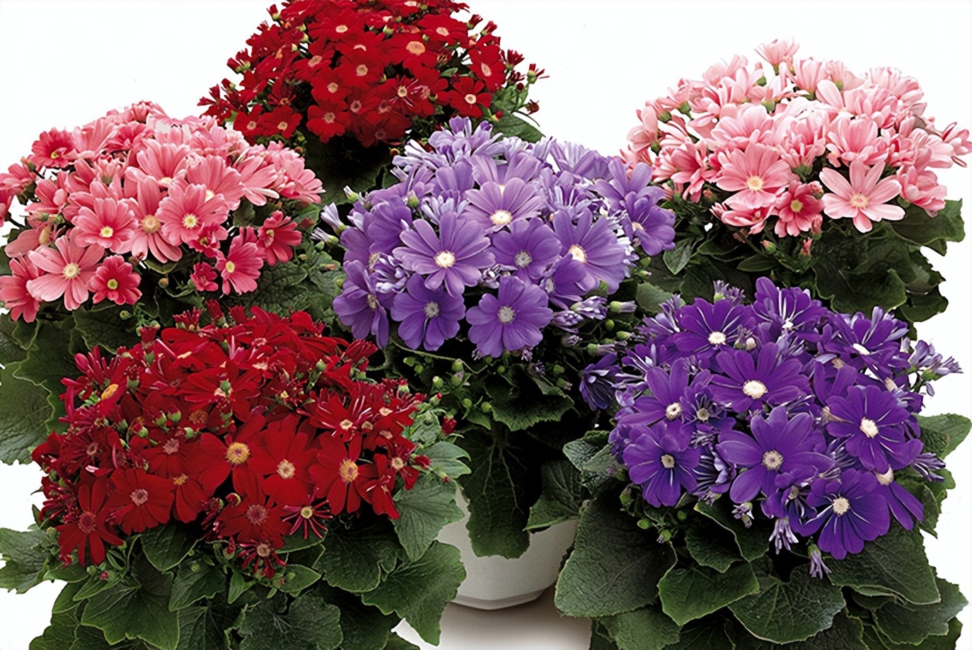 春季养这6种花请别再频繁浇水了,3种花漂亮又好养