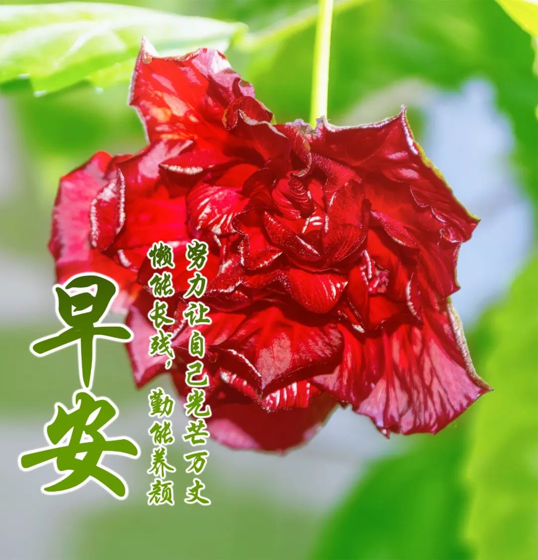 大家早上好带文字问候动态图片,最新早安问候健康平安动态图片