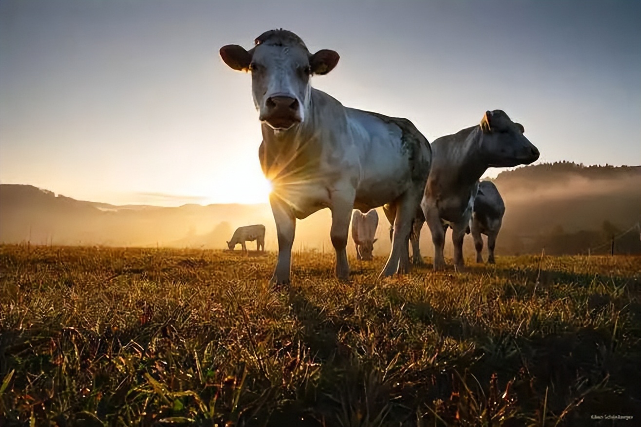 脑梗发病怎么吃牛黄丸,中风救命丸