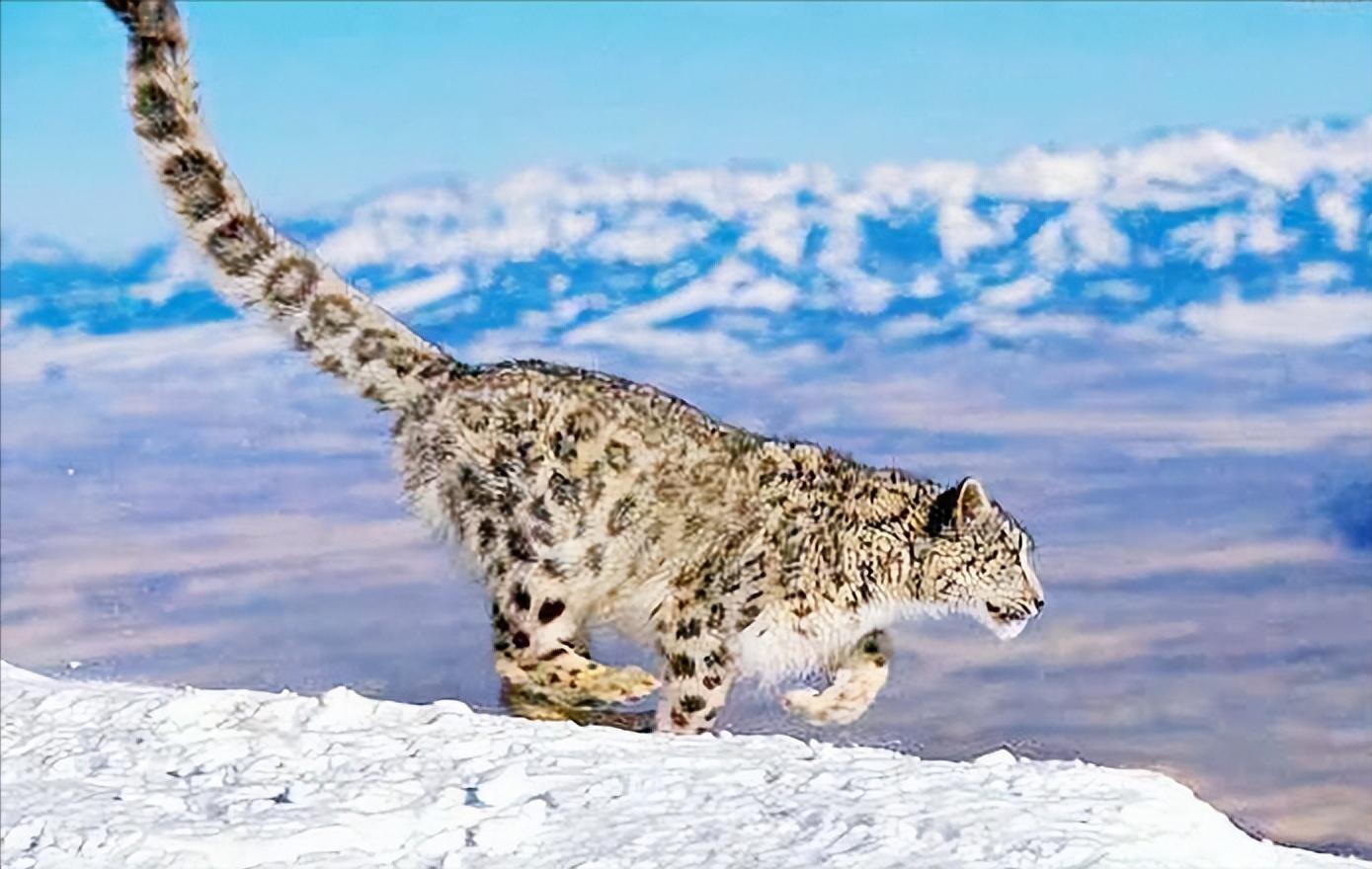 云南农村小伙捡到一只小猫,小伙捡到一只活体小猫