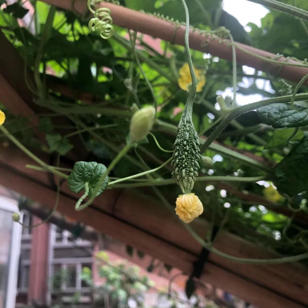 金铃子经典片段原声,金铃子儿时回忆