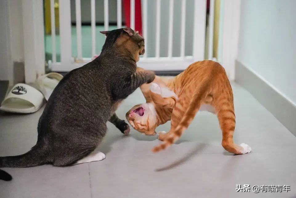 鑷粠鍏讳簡鐚氨鍐嶄篃娌℃湁涔拌繃琛ｆ湇,鑷粠鍏讳簡鐚氨娌＄粰鑷繁涔拌繃闆堕