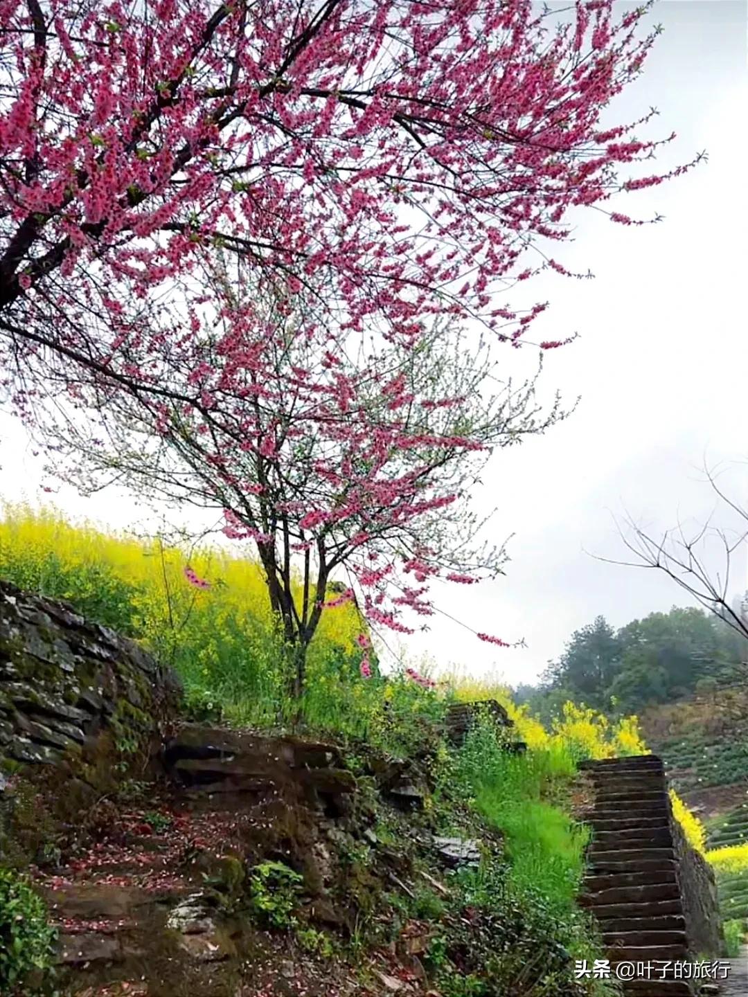 旅游安徽黄山石潭云海宛若仙境,黄山旅游石潭