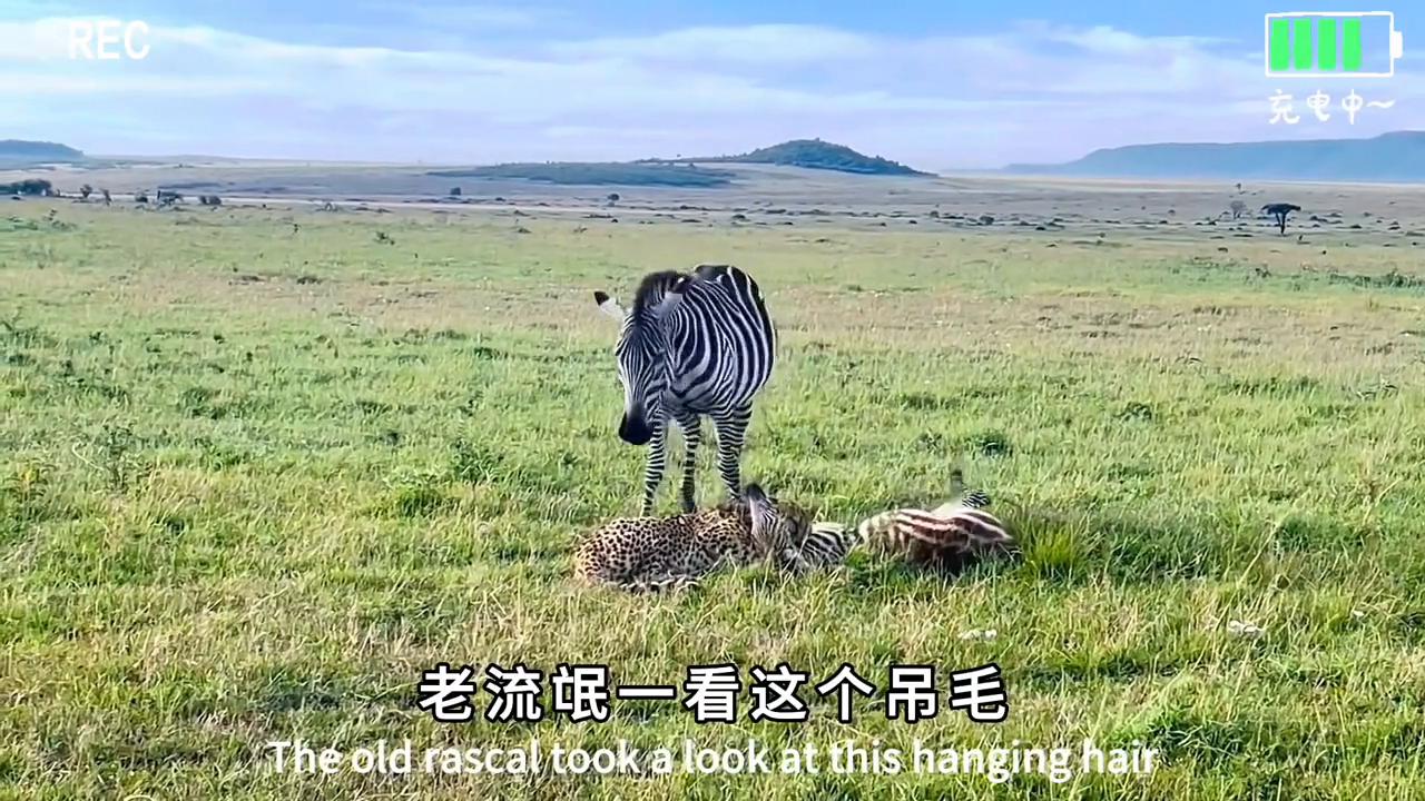 论敬业还得是打工豹#动物世界